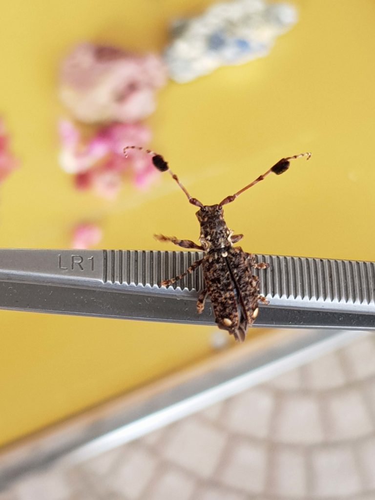 insecte sur une pince de gemmologie